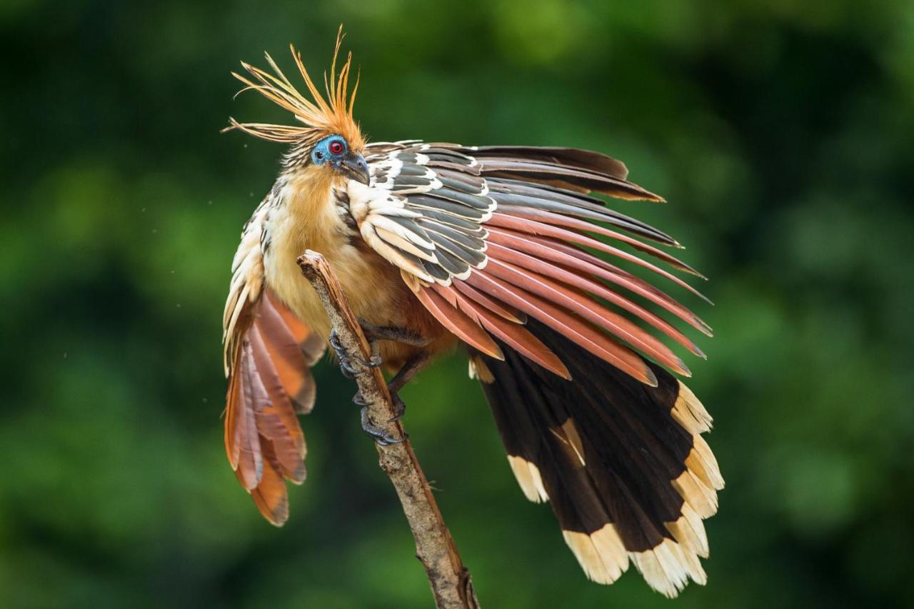 Pumarinri Amazon Lodge Tarapoto Dış mekan fotoğraf